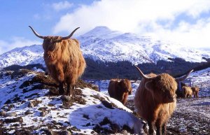 highland_cows_SM.jpg