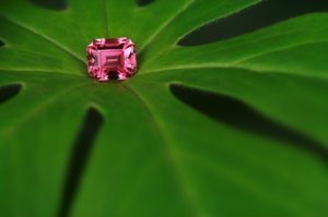 tourmaline_and_may_0.jpg