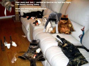 Cat_Party1.jpg