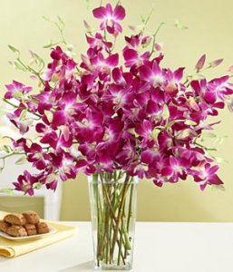 bombay_dendrobium.jpg