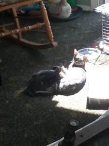 afewofthekittiesnursinginthesun.jpg