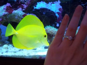 Ring and fish.jpg