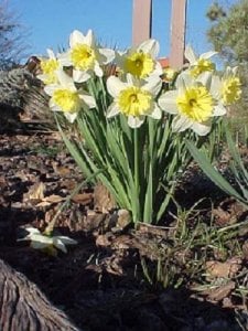 daff0307.JPG