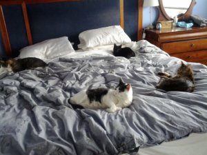 4catsinabed.jpeg