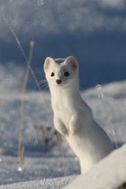 herman_the_ermine_my_vermin.jpg