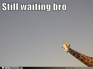 funny-animal-captions-still-waiting-bro1.jpeg