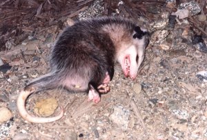 small_possums_05.jpg