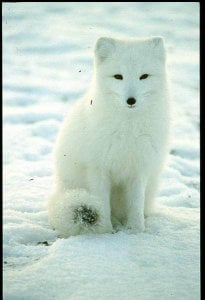 08-Arctic%20Fox.jpg