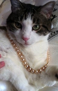 cat_pearls_1.jpg