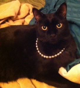 cat_pearls_2.jpg