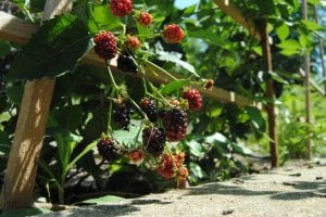 blackberries82413003.jpg