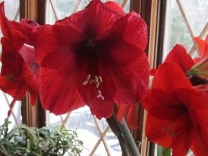 my_pictures_--amaryllis_-_mar.jpg