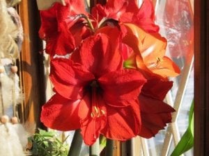 my_picture3s_--amaryllis_-_mar.jpg