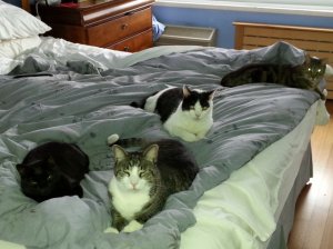 april122014thkittiesinbed.jpg