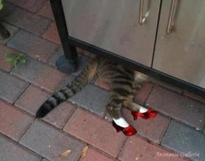 catrubyslippers.jpg