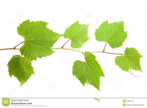 vine-leaves-10824119.jpg