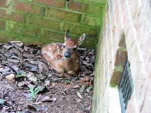 baby_deer_6-14_2nd_day.jpg