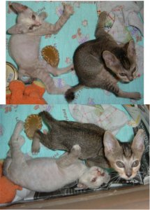 kittencollage.jpg