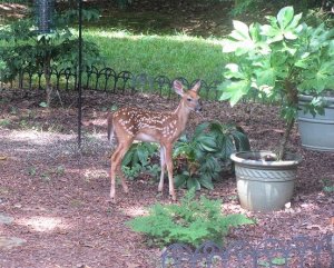 fawn_7-14_22.jpg