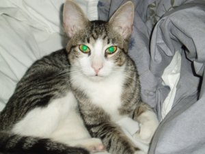 kitten_bobbie_2009_.jpg