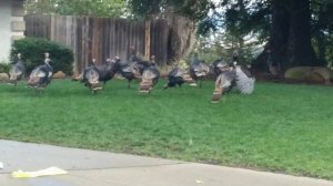 wild_turkeys.jpg