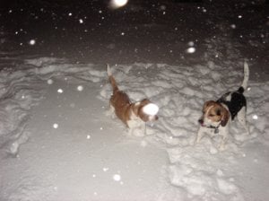 snowpuppies.jpg