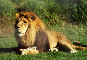 lionmelbzoo2.jpg