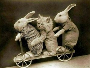 cat-and-bunny-04.jpg