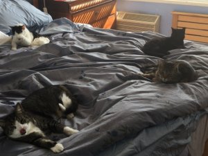 4wildanimalsovertakingthebedroom.jpg