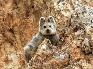 rare-endangered-animal-teddy-bear-magic-rabbit-ili-pika-china-1.jpg