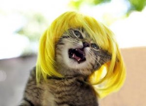 catwig.jpg