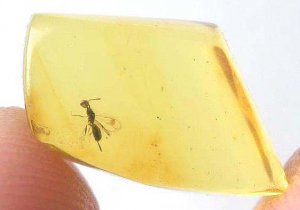 amber_wasp08964(cp).jpg