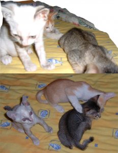 kittencollage1.jpg