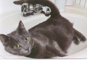 maisy in sink2_small.jpg