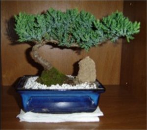 dgbonsai.jpg