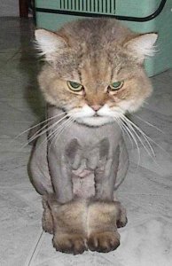 shavedangrykitten.jpg