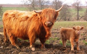 Big n Wee Coo (Small).jpg