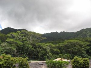 OahuRainForest.jpg