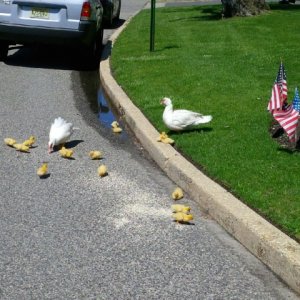 ducklingswithmommapoppaducksinstreet.jpg