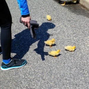 tryingtoshoobabyducklingsfromstreetontosidewalk.jpg