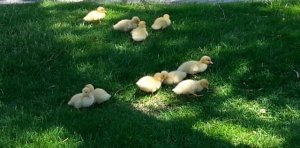 afewoftheducklings.jpg