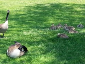 memorialdaygoslings2015.jpg