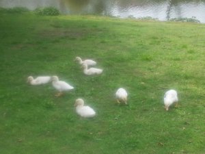 closeupofolderducklingsseehowtheyhavegrown.jpg