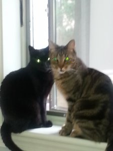 glowyeyedkittiesfrankieandtommy.jpg