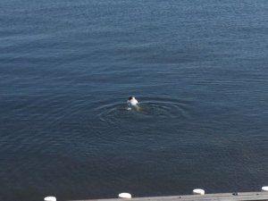 gregtakingaswiminthepeacefulbay.jpg