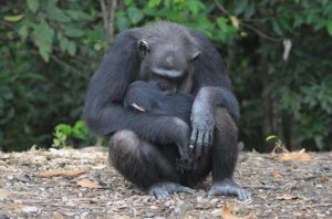 mommachimphuggingbabychimp.jpg