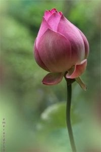 lotus_flower_bud.jpg