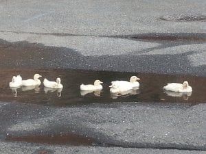 ducklingsinpuddle.jpg