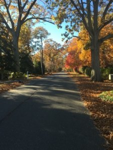 autumnscenenovember82015.jpg