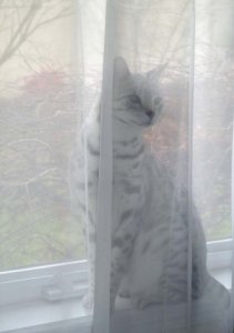 ghost_cat.jpg